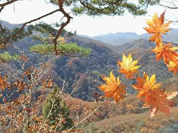 禹州最新疫情與二峰實(shí)時(shí)動(dòng)態(tài)，深度觀(guān)點(diǎn)闡述與分析